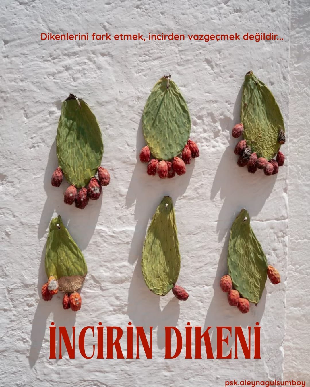 İNCİRİN DİKENİ
