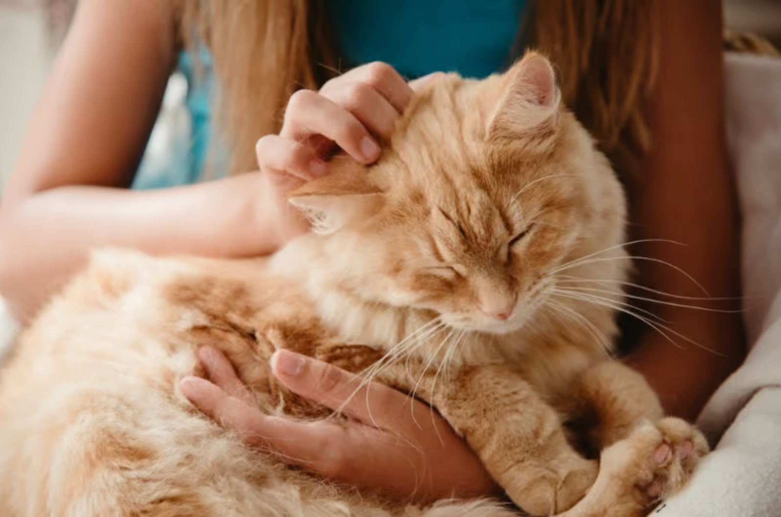 Ailurophile Nedir?